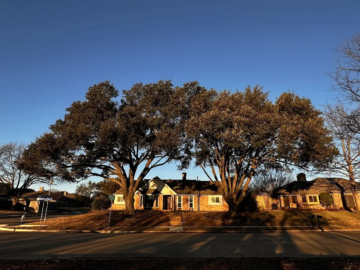 Established residential canopy tree shading a home in La Center